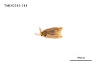 藏品(雙斑黃毒蛾)的圖片